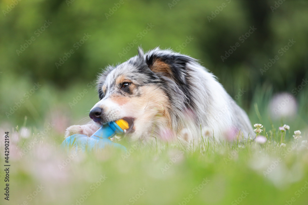 Blue merle sheltie shetland sheepdog laying on the grass and chewing small kids watering can in blue color. Blue merle sheltie shetland sheepdog laying on the grass and chewing small kids watering can in blue color.