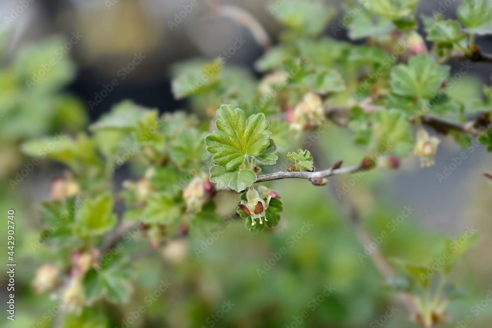 European gooseberry European gooseberry