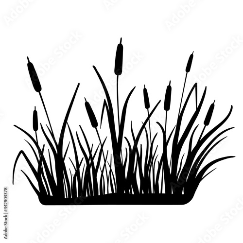 Real reed silhouette. Vector illustration isolated on white background. Plants on the swamp and river.