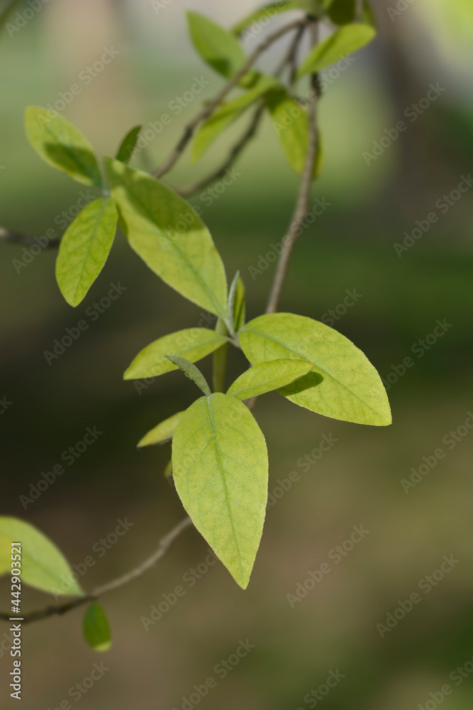 Autumn olive Autumn olive