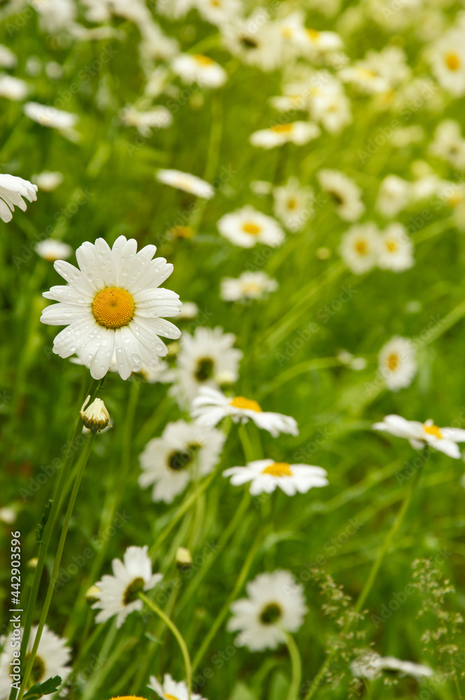 beautiful wild white flowers and green grass. summer park. daisies. beautiful wild white flowers and green grass. summer park. daisies.