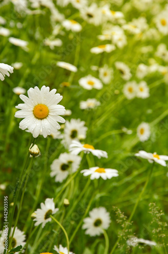 beautiful wild white flowers and green grass. summer park. daisies.