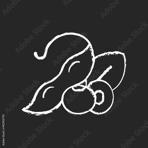 Soybean chalk white icon on dark background. Healthy foods. Natural milk source. Vegetarian meals preparing. Organic ingredients full of nutritions. Isolated vector chalkboard illustration on black