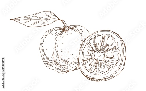 Composition of outlined yuzu, Japanese citrus fruit. Vintage etching of Asian citron and its cut half. Detailed botanical drawing. Hand-drawn vector illustration isolated on white background
