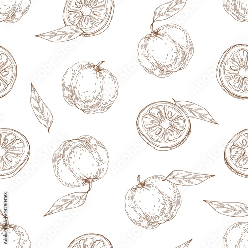 Seamless outlined pattern with yuzu fruit and leaves on white background. Endless repeatable engraved texture with Japanese citrus in vintage style. Hand-drawn vector illustration for printing