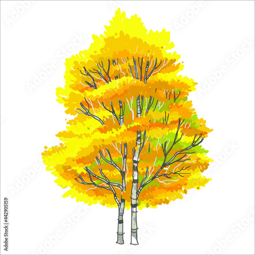 Artistic  yellow tree in the garden, fall foliage season, beautiful autumn scenery, romantic atmosphere, hand sketch drawing and painting, vector illustration, tree elevation for graphic retouch photo