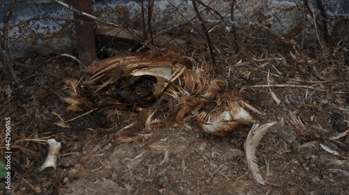 Dead chicken in a landfill. Animal burial ground. Disposal of biological hazardous waste