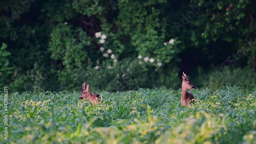 Two young roe bucks standing in the maizefield and watch, summer, (capreolus capreolus), germany
 photo