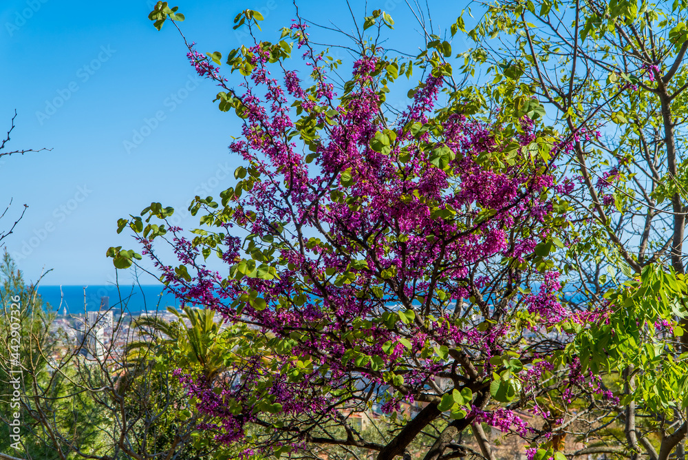 Cherry blossoms seen from Parque Guell in Barcelona, Spain with Mediterranean Sea in the background Cherry blossoms seen from Parque Guell in Barcelona, Spain with Mediterranean Sea in the background