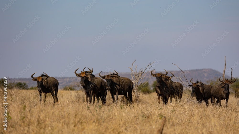 a herd of blue wildebeest