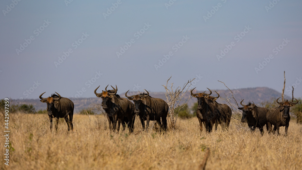 a herd of blue wildebeest a herd of blue wildebeest