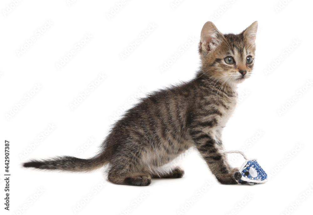 Cute little kitten playing with toy mouse on white background. Adorable pet Cute little kitten playing with toy mouse on white background. Adorable pet