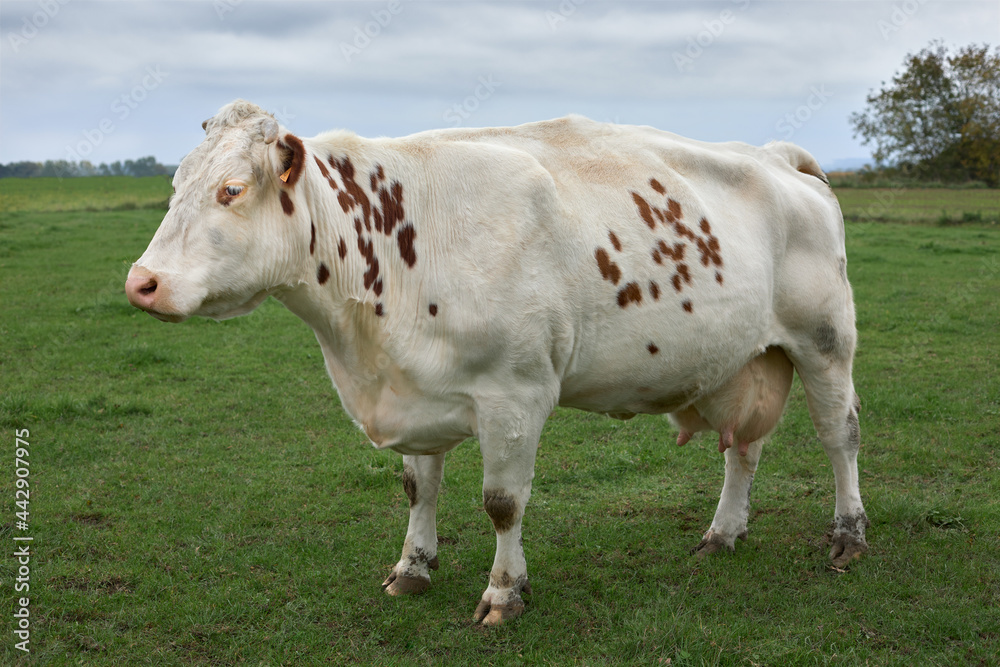 Brown white cow in a field in Flanders Belgium Brown white cow in a field in Flanders Belgium
