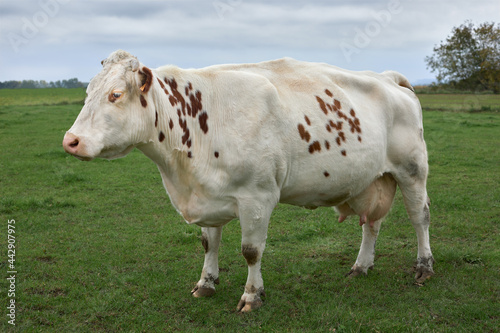 Brown white cow in a field in Flanders Belgium