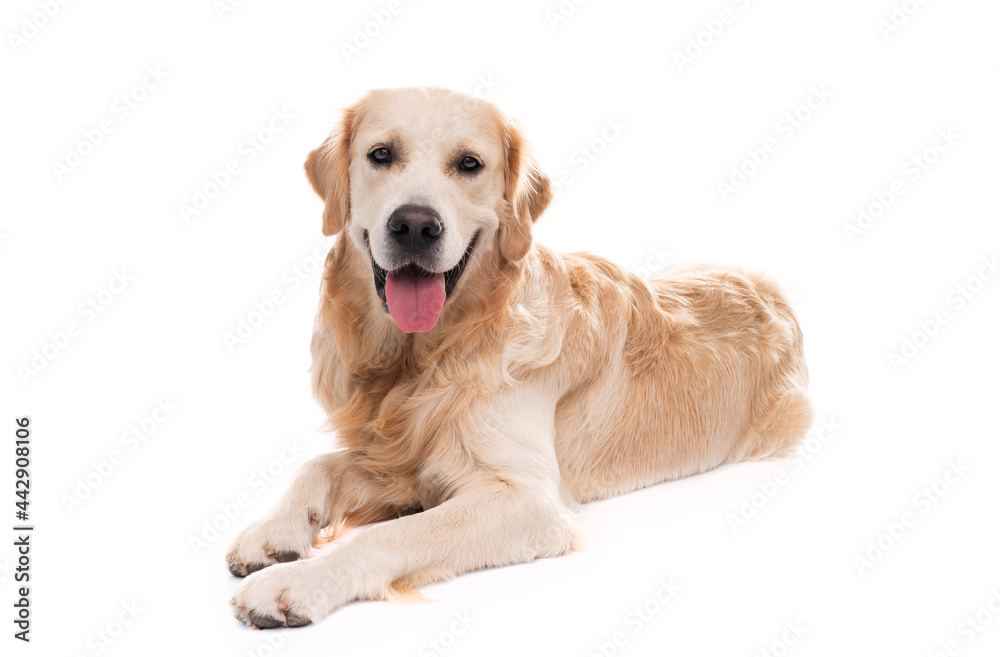 Golden retriever dog lying, isolated on a white background