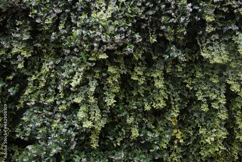 Vegetation in an urban enviironment Vegetation in an urban enviironment