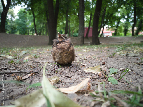 A young bird falling out of a nest on the ground.