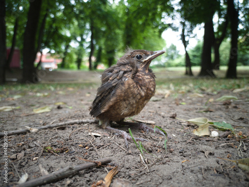 A young bird falling out of a nest on the ground.