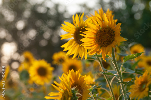 Organic yellow sunflowers in full bloom