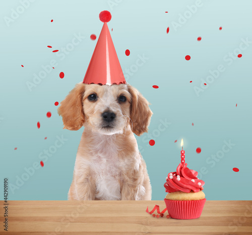 Cute dog with party hat and delicious birthday cupcake on light blue background