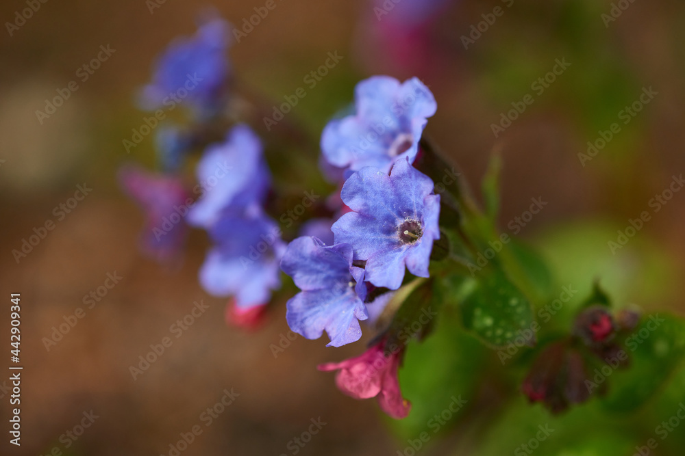 Geflecktes Lungenkraut (Pulmonaria officinalis) Geflecktes Lungenkraut (Pulmonaria officinalis)