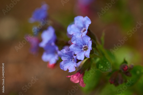 Wallpaper Mural Geflecktes Lungenkraut (Pulmonaria officinalis)	 Torontodigital.ca