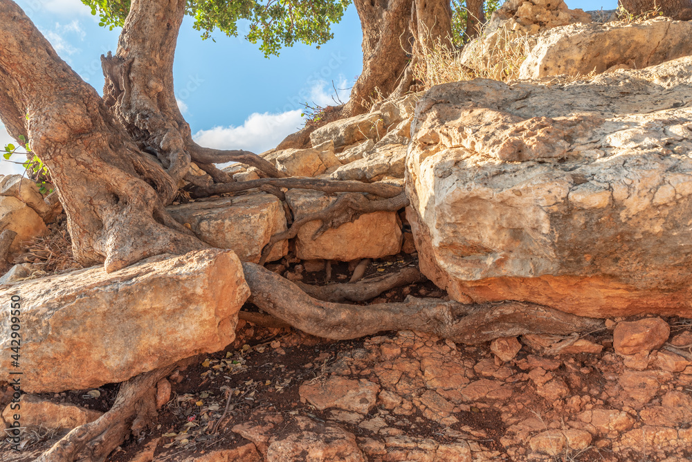 Tree roots growing through and into rocks in the mountain in