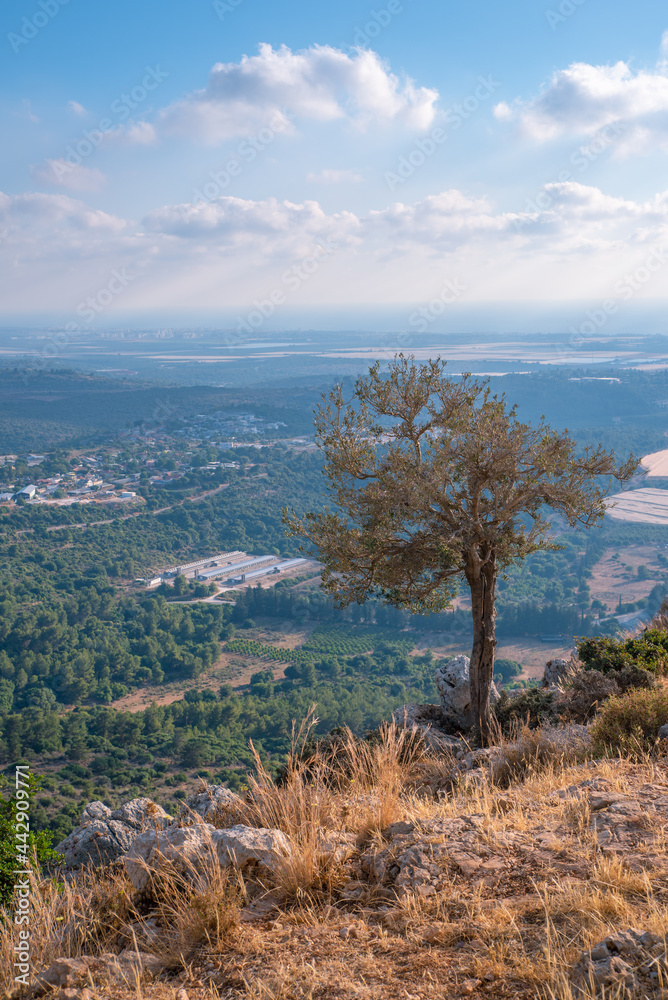 Lone Olive tree with breathtaking view of Western Galilee in Israel Lone Olive tree with breathtaking view of Western Galilee in Israel