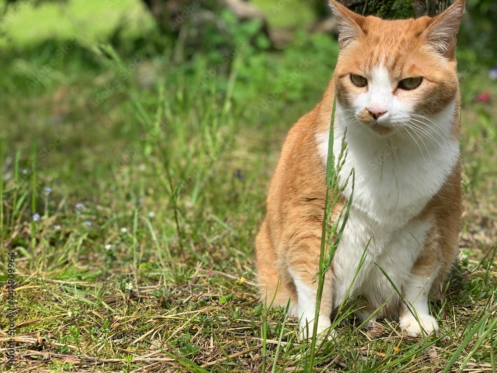 cat on grass cat on grass