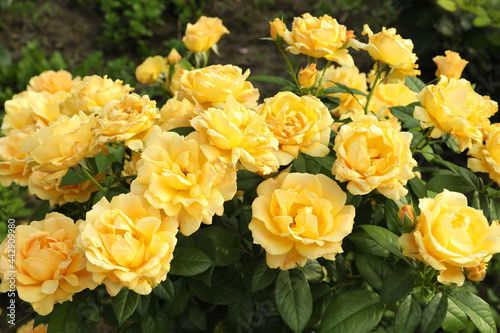 Fototapeta Naklejka Na Ścianę i Meble -  Beautiful blooming yellow roses on bush outdoors