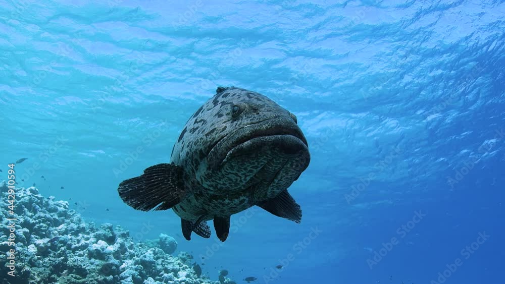 Large Potato bass at the famous Cod Hole, Great Barrier Reef, Australia.