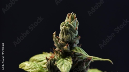 Large fresh weed buds with small green leaves under appearing bright light on black background extreme close view.