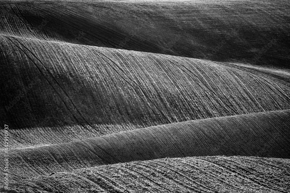 Wavy agricultural field of Moravian Tuscany. Black and white image.