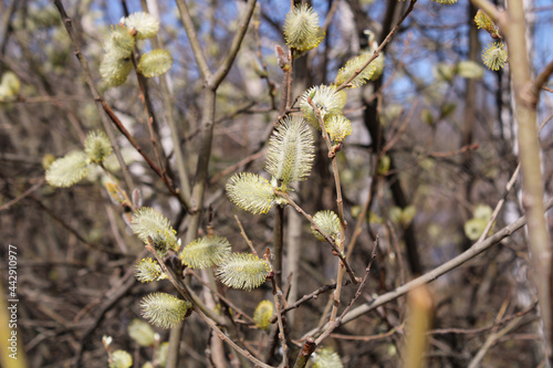 flowers in the spring