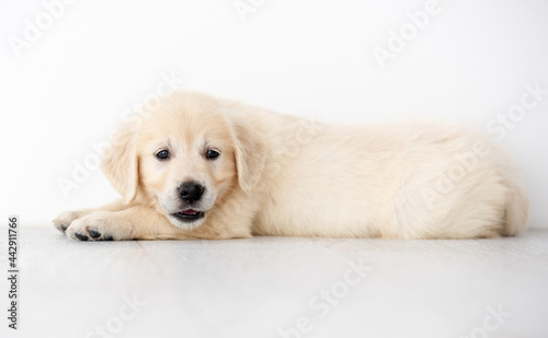 Cute retriever puppy lying on floor in room