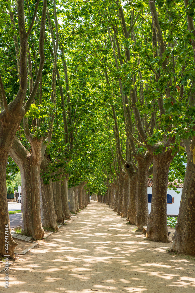 Wooded path around lake Banyoles, Catalonia, Spain, Europe Wooded path around lake Banyoles, Catalonia, Spain, Europe