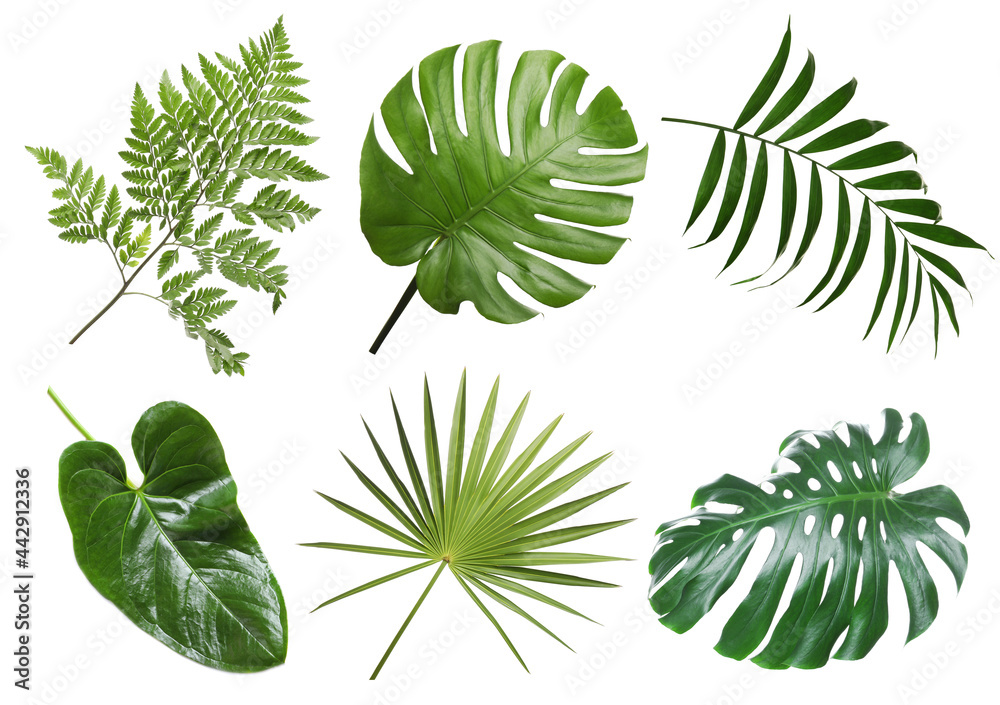 Set with beautiful fern and other tropical leaves on white background - obrazy, fototapety, plakaty 