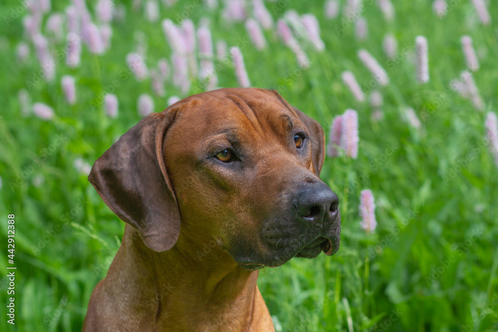 kopfportrait eines rhodesian ridgeback in einer wildblumenwiese im sommer