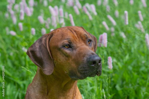 kopfportrait eines rhodesian ridgeback in einer wildblumenwiese im sommer