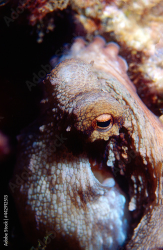 Closeup of an octopus with his eye watching the camera © fotografiemahieu