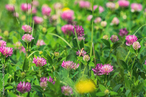 red clover meadow photo