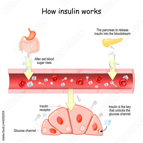 How insulin works. Insulin and glucose in biological cell photo