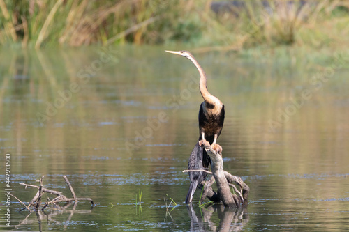 African Darter   Anhinga rufa perched on branch  Breede River  Western Cape  South Africa aka Snakebird. This bird has no oil in its feathers to aid buoyancy when diving