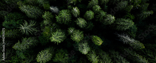 Konstfotografi Aerial view of green tops of pine wood, top panoramic view