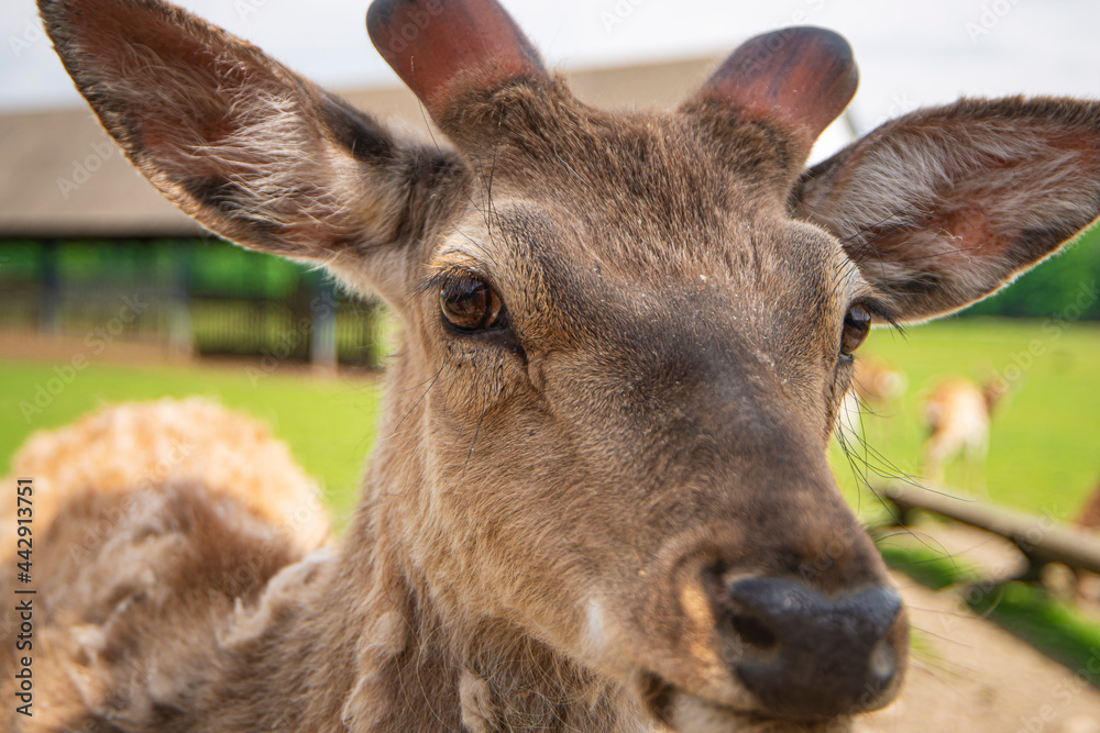 Fototapeta premium young deer in a nature reserve, reindeer farm, wild animals in a nature park