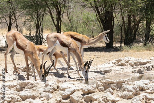 Springbok or Springbuck (Antidorcas marsupialis) drinking at a waterhole, Kglagadi Transfrontier Park, Kalahari, Northern Cape, South Africa