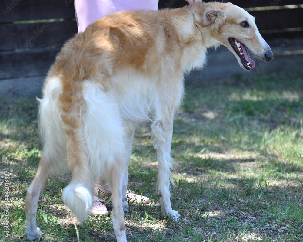 Russian dog greyhound - breed of hunting dogs Russian dog greyhound - breed of hunting dogs
