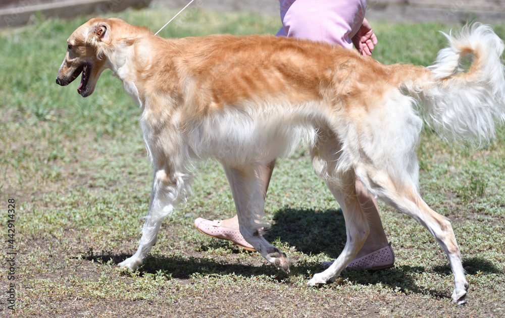 Fototapeta premium Russian dog greyhound - breed of hunting dogs