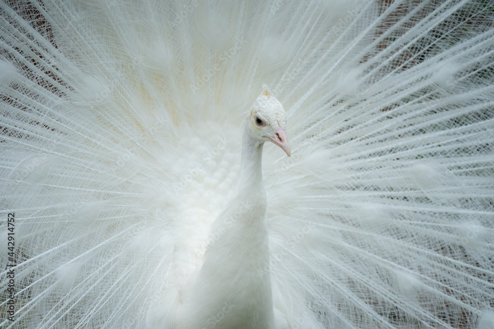Fototapeta premium 白孔雀