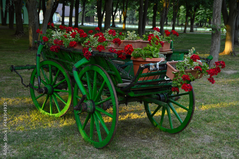 green vintage carriage with red blooming geraniums